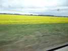 canola2.webp