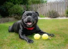 staffordshire-bull-terrier[1].webp