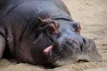 19414204-sleeping-hippo[1].webp