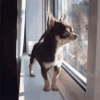 chihuahua-barking[1].gif