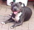 StaffBullTerrierBluebroxibro2[1].webp