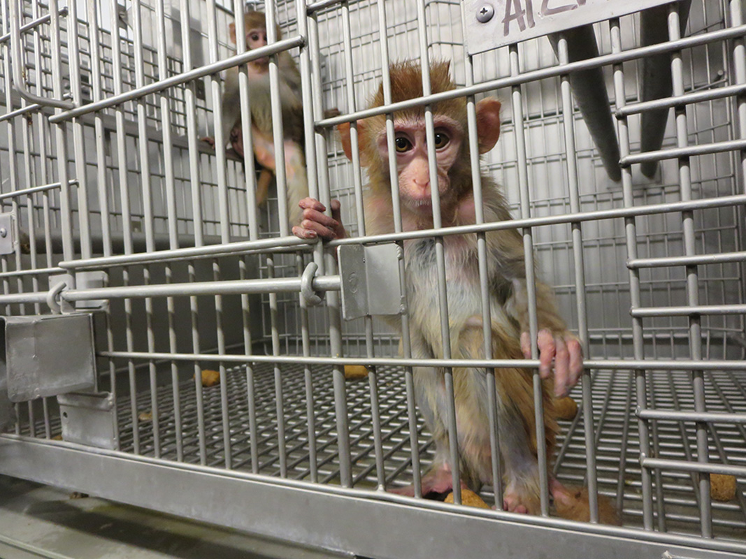 Young-Monkeys-in-a-Barren-Cage2.jpg