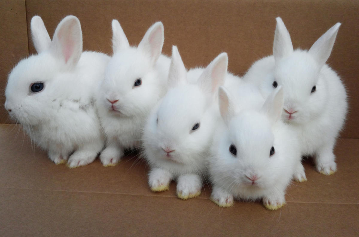 Cute-White-Baby-Rabbit-Best-Wallpaper-19283.jpg