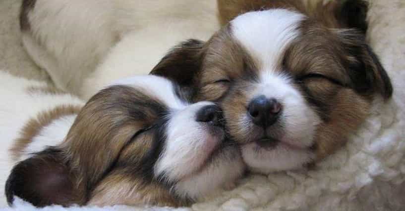 25-cuddly-puppies-who-are-just-trying-to-get-cozy-u1