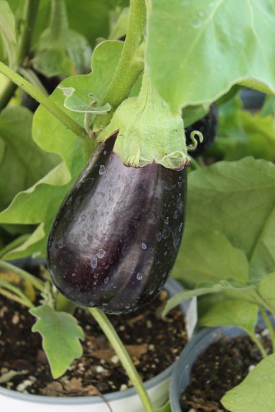 Eggplant-Classic-Hybrid-2-400x600.jpg